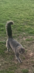 Lost Male Cat last seen Lakeview, Stillwater, OK 74074