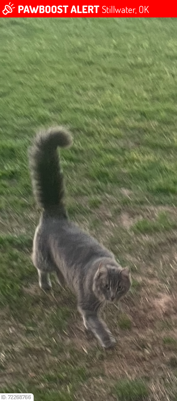 Lost Male Cat last seen Lakeview, Stillwater, OK 74074