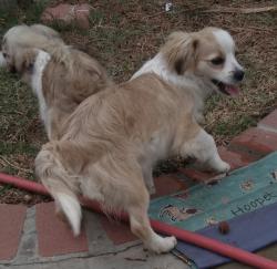 Lost Female Dog last seen Park Ave. & comer , Riverside, CA 92502