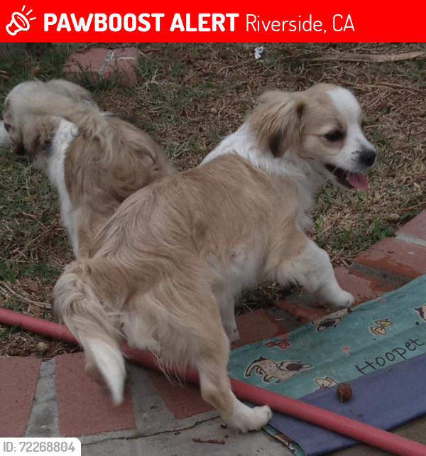 Lost Female Dog last seen Park Ave. & comer, Riverside, CA 92502