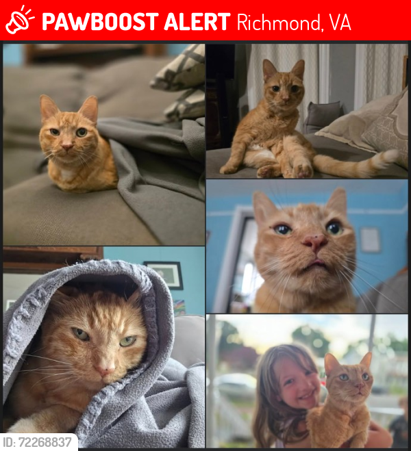 Lost Female Cat last seen 20th and R streets, Richmond, VA 23223