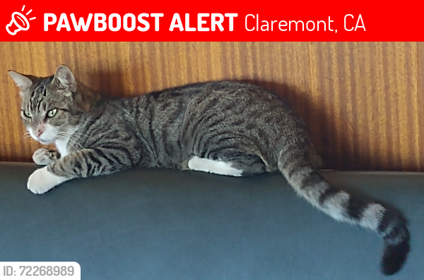 Lost Male Cat last seen Arrow Hwy and Indian Hill, Claremont, CA 91767