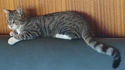 Lost Male Cat last seen Arrow Hwy and Indian Hill, Claremont, CA 91767