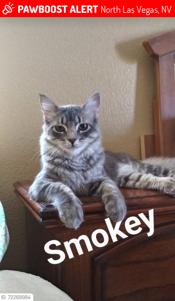 Lost Male Cat last seen Simmon and Forever Amber , North Las Vegas, NV 89031