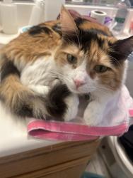 Lost Female Cat last seen Es and Royce, Palmdale, CA 93552