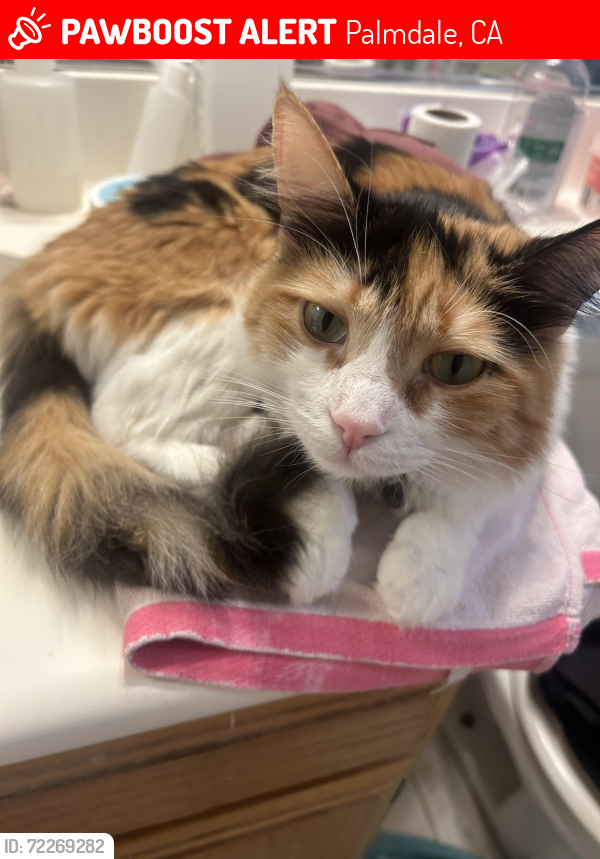 Lost Female Cat last seen Es and Royce, Palmdale, CA 93552