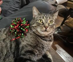 Lost Male Cat last seen Avenida Estuco Phase 3 Sun City Shadow Hills, Indio, CA 92201