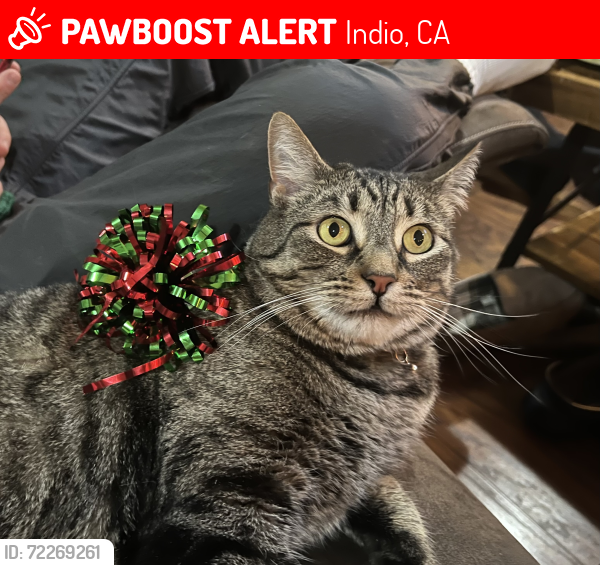 Lost Male Cat last seen Avenida Estuco Phase 3 Sun City Shadow Hills, Indio, CA 92201