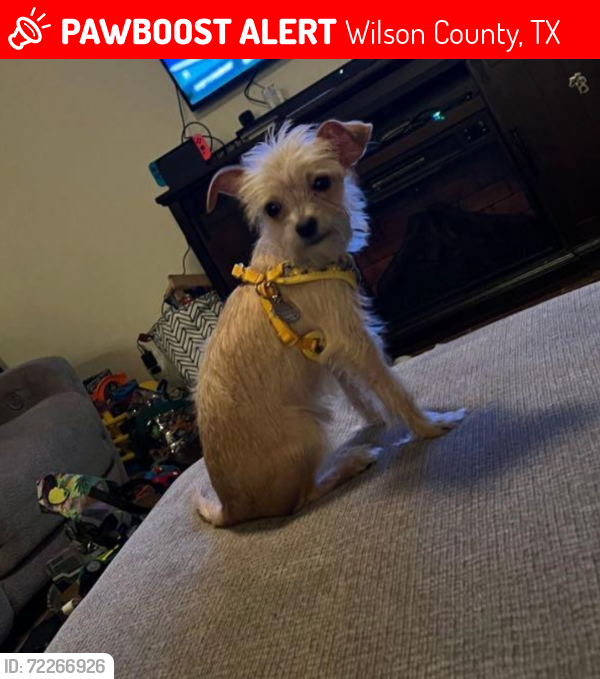 Lost Female Dog last seen Bobby lynn and crescent ridge, Wilson County, TX 78101
