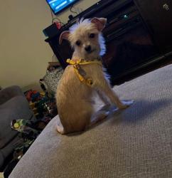 Lost Female Dog last seen Bobby lynn and crescent ridge, Wilson County, TX 78101