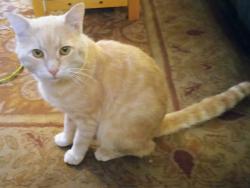 Lost Male Cat last seen Up behind the jail at 3rd and Main Street, Pottsville, PA 17901