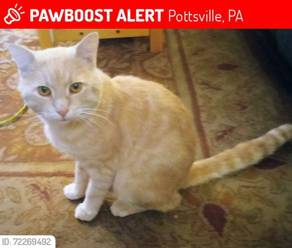 Lost Male Cat last seen Up behind the jail at 3rd and Main Street, Pottsville, PA 17901