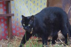 Lost Female Cat last seen Santa Lucia Dr, Pleasant Hill, Pleasant Hill, CA 94523
