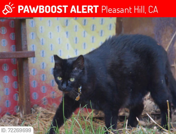 Lost Female Cat last seen Santa Lucia Dr, Pleasant Hill, Pleasant Hill, CA 94523