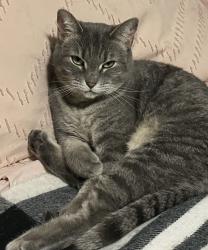 Lost Female Cat last seen Bay pines Dr is the street behind us , Wesley Chapel, FL 33544