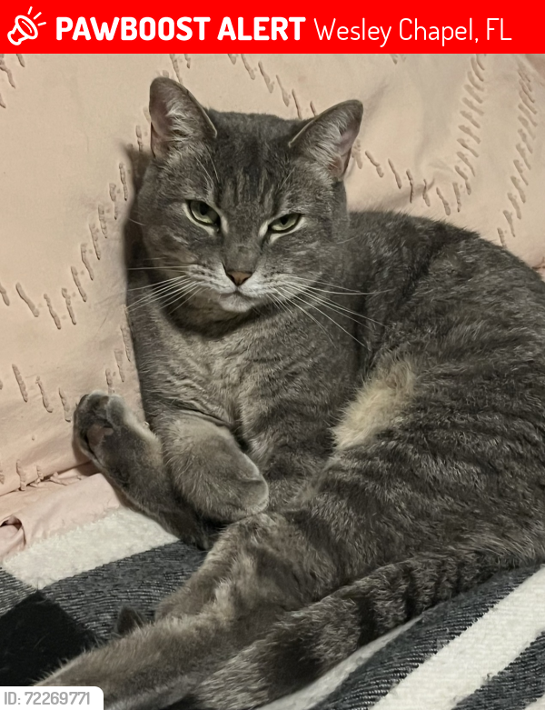 Lost Female Cat last seen Bay pines Dr is the street behind us , Wesley Chapel, FL 33544