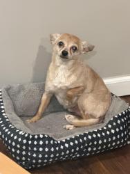 Lost Male Dog last seen Frankford avenue , Philadelphia, PA 19134