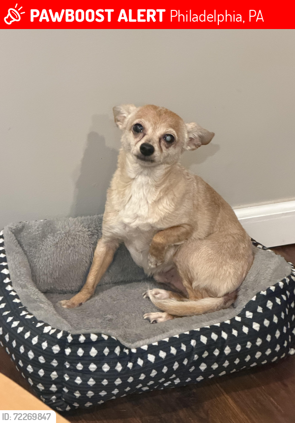 Lost Male Dog last seen Frankford avenue , Philadelphia, PA 19134