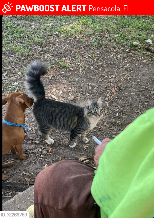 Lost Male Cat last seen N 61st Ave N 57th Ave W Jackson st, Pensacola, FL 32506