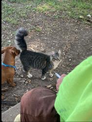 Lost Male Cat last seen N 61st Ave N 57th Ave W Jackson st, Pensacola, FL 32506