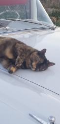 Lost Female Cat last seen 18th Street /mead ave, Yakima, WA 98902