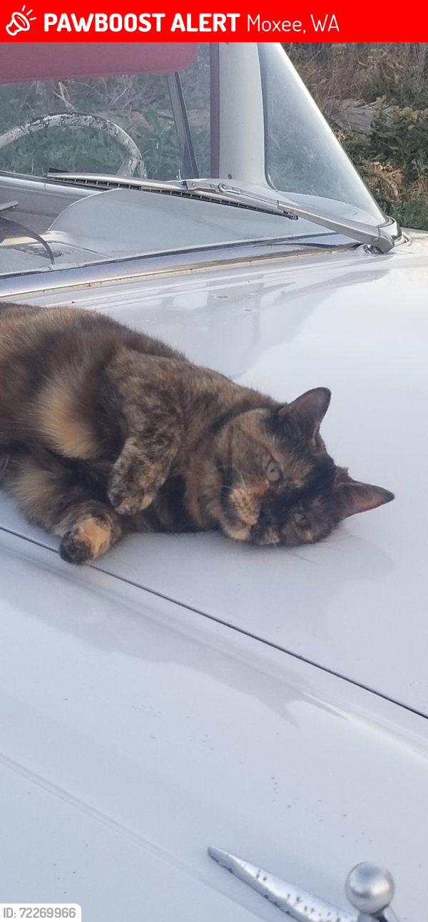 Lost Female Cat last seen 18th Street /mead ave, Yakima, WA 98902