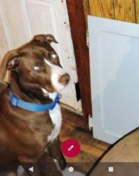 Lost Male Dog last seen Highway 104, White Hall, AR 71602