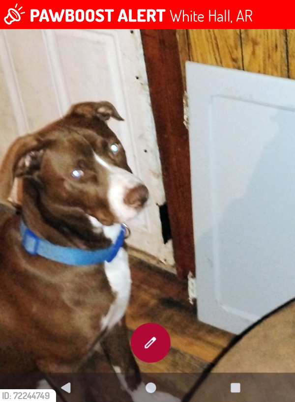 Lost Male Dog last seen Highway 104, White Hall, AR 71602