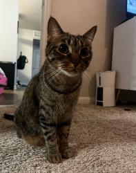Lost Male Cat last seen Shadowyck and Deerglen Ave, right by Universal City Trails, Universal City, TX 78148