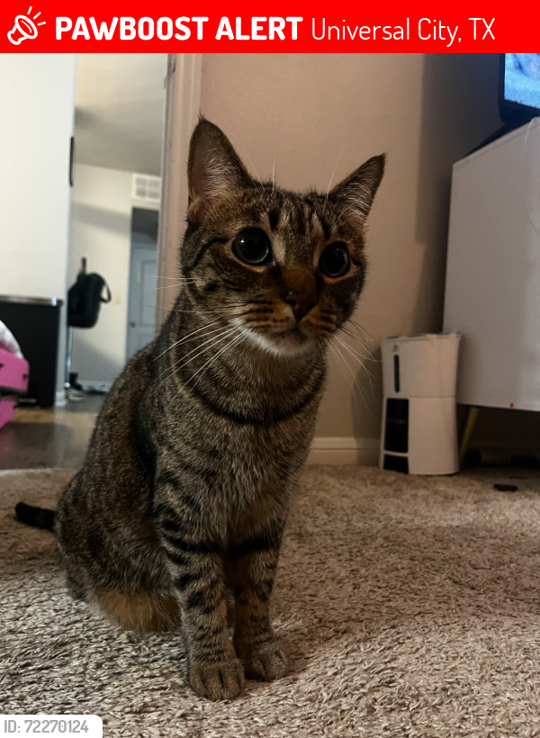 Lost Male Cat last seen Shadowyck and Deerglen Ave, right by Universal City Trails, Universal City, TX 78148