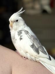 Lost Male Bird last seen N County Rd 19A and Hwy 44, Eustis, FL 32726