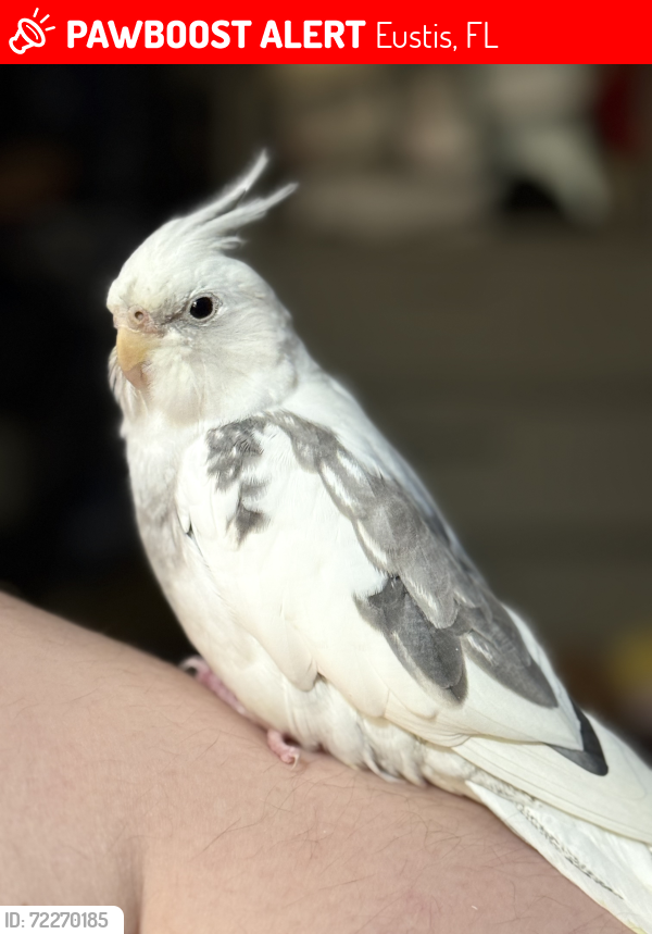 Lost Male Bird last seen N County Rd 19A and Hwy 44, Eustis, FL 32726