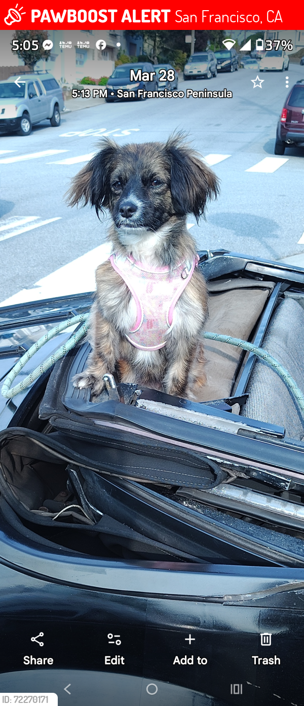 Lost Female Dog last seen Faith Street  and Bayshore Blvd , San Francisco, CA 94124