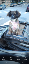 Lost Female Dog last seen Faith Street  and Bayshore Blvd , San Francisco, CA 94124