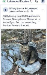 Lost Male Cat last seen S. Lakewoods Dr. and Berrywood Dr., Georgetown, TX 78633