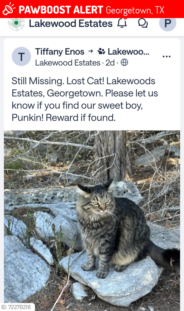Lost Male Cat last seen S. Lakewoods Dr. and Berrywood Dr., Georgetown, TX 78633