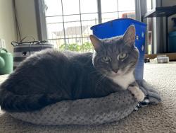 Lost Male Cat last seen Ossian Elementary, Ossian, IN 46777