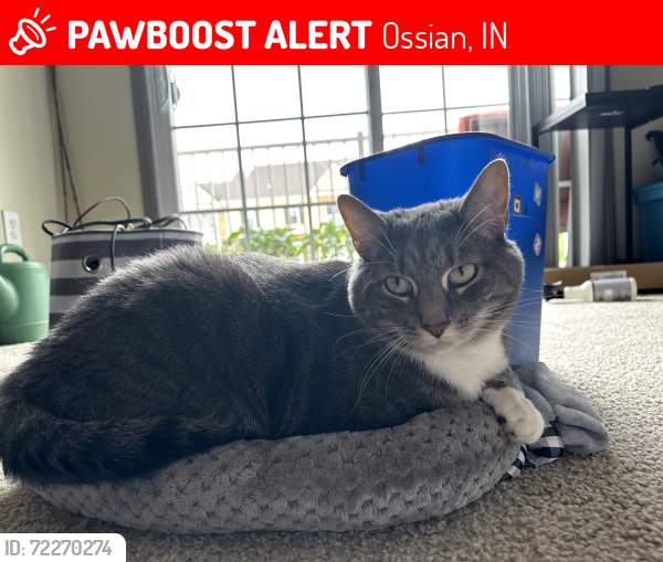 Lost Male Cat last seen Ossian Elementary, Ossian, IN 46777