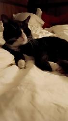 Lost Male Cat last seen Lore ave, Wilmington, DE 19809