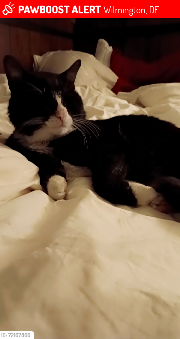 Lost Male Cat last seen Lore ave, Wilmington, DE 19809