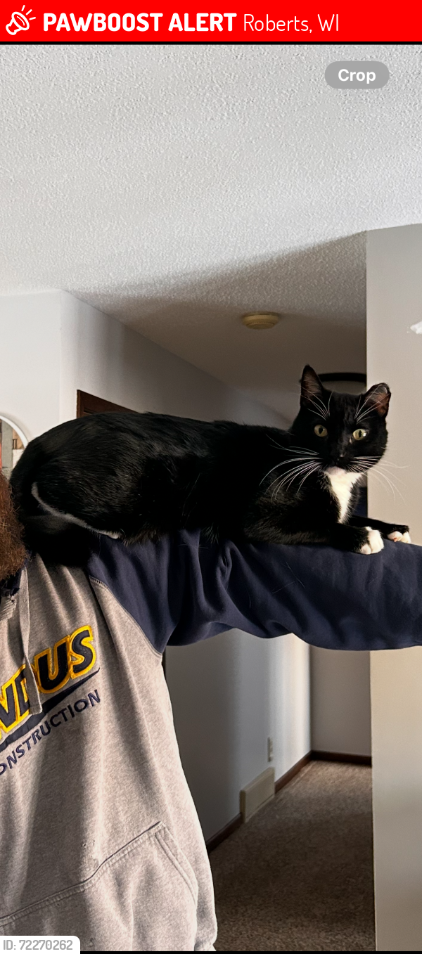 Lost Male Cat last seen Eagle Roost Trout Farm, Roberts, WI 54023