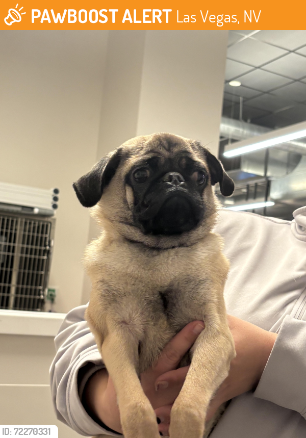 Found/Stray Male Dog last seen Sahara & Decatur, Las Vegas, NV 89101