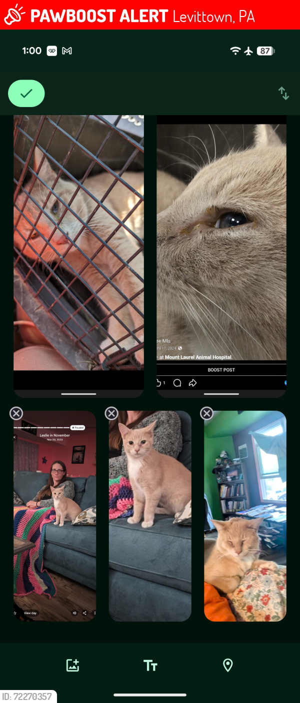 Lost Male Cat last seen Near huckleberry Lane Levittown , Levittown, PA 19055