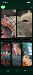 Lost Male Cat last seen Near huckleberry Lane Levittown , Levittown, PA 19055