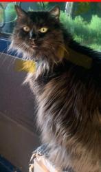Lost Female Cat last seen 10th and Central, Albuquerque, NM 87102