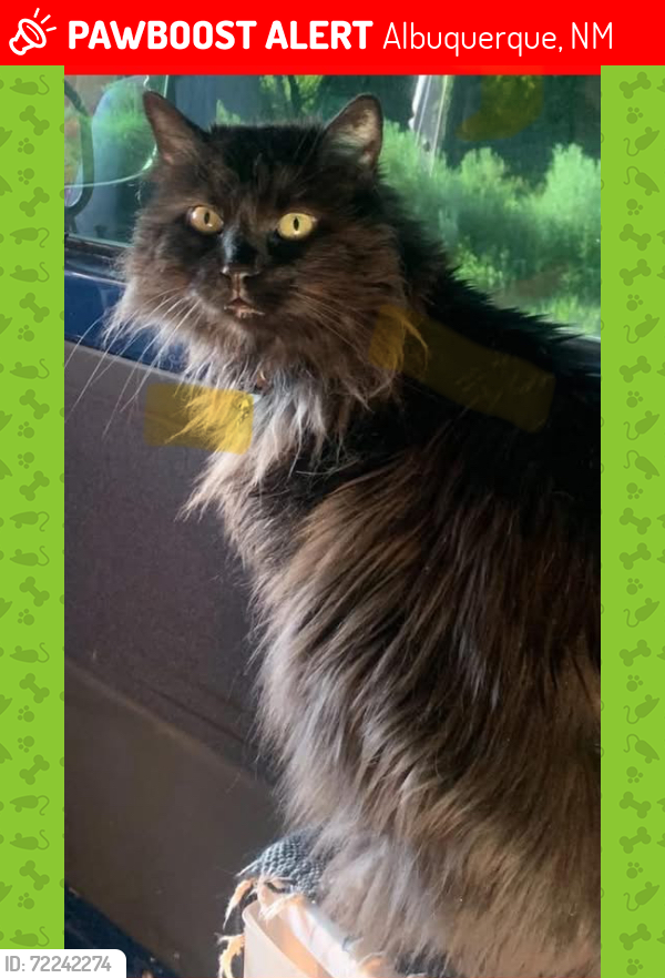 Lost Female Cat last seen 10th and Central, Albuquerque, NM 87102
