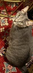 Lost Male Cat last seen Upper Buena Vista Mall, Miami, FL 33137
