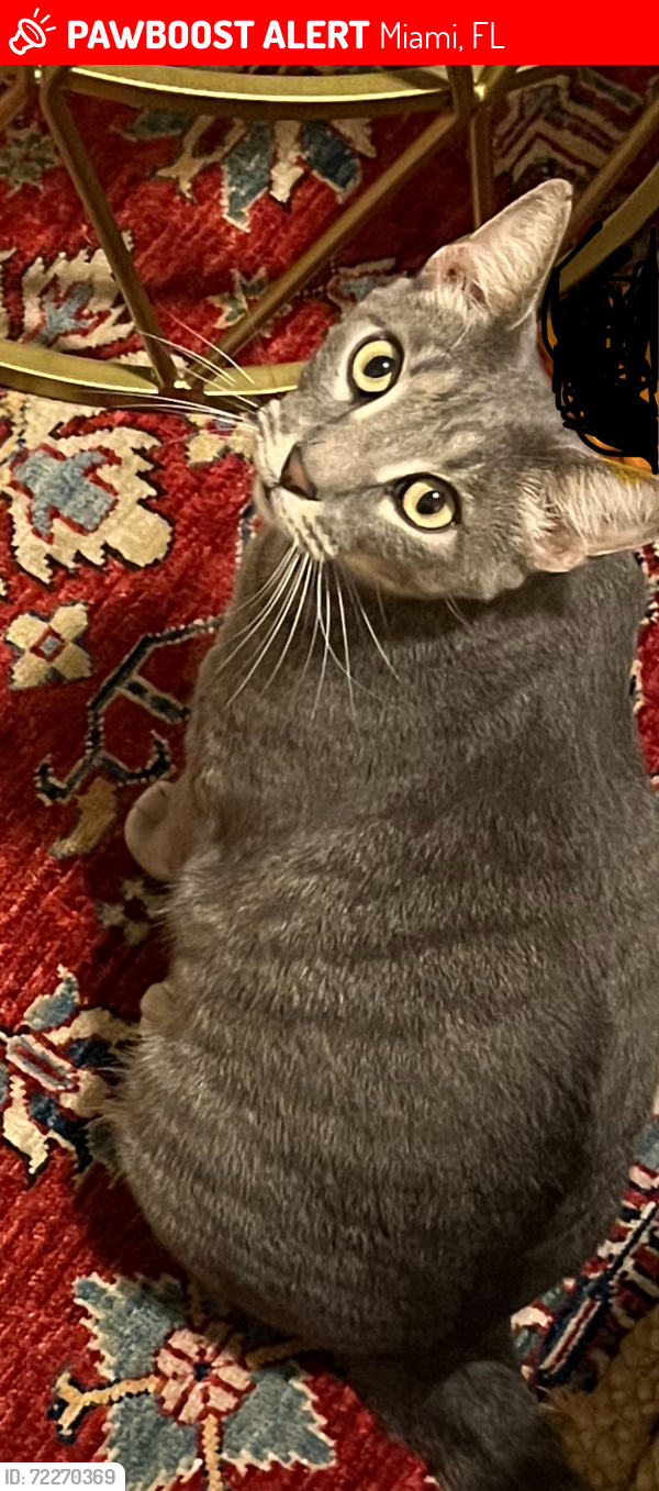 Lost Male Cat last seen Upper Buena Vista Mall, Miami, FL 33137