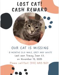 Lost Male Cat last seen Madison Park (Tracey Jean Ct. & Carol Ann Drive), Tracy, CA 95377