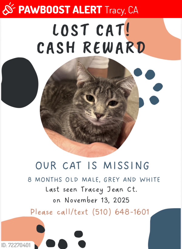 Lost Male Cat last seen Madison Park (Tracey Jean Ct. & Carol Ann Drive), Tracy, CA 95377